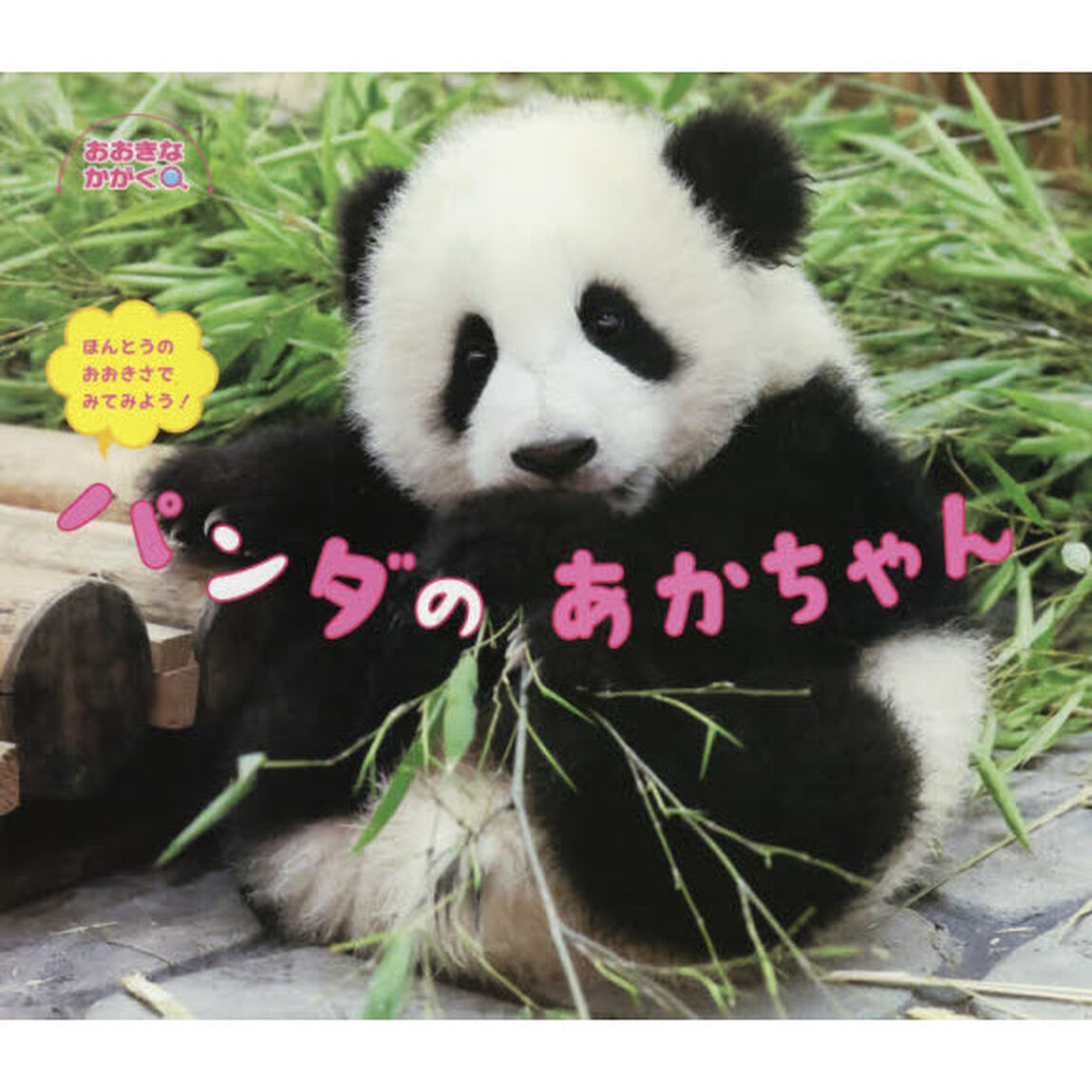 パンダのあかちゃん　ほんとうのおおきさでみてみよう！