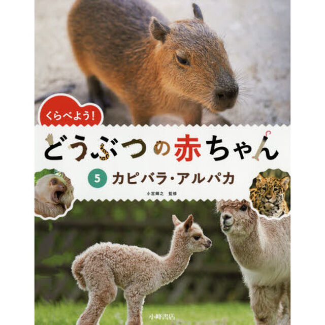 くらべよう！どうぶつの赤ちゃん　５「カピバラ・アルパカ」