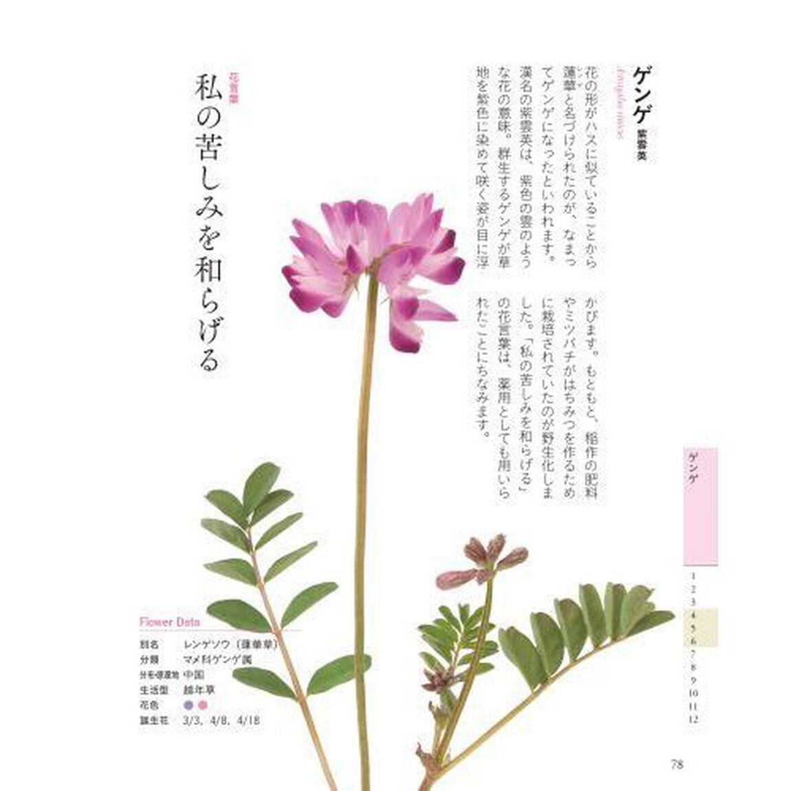 ちいさな花言葉・花図鑑　野の花・道の花編