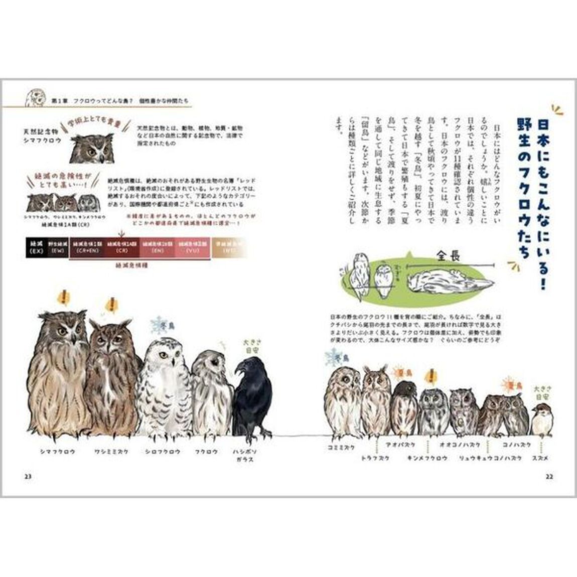ときめくフクロウ絵図鑑