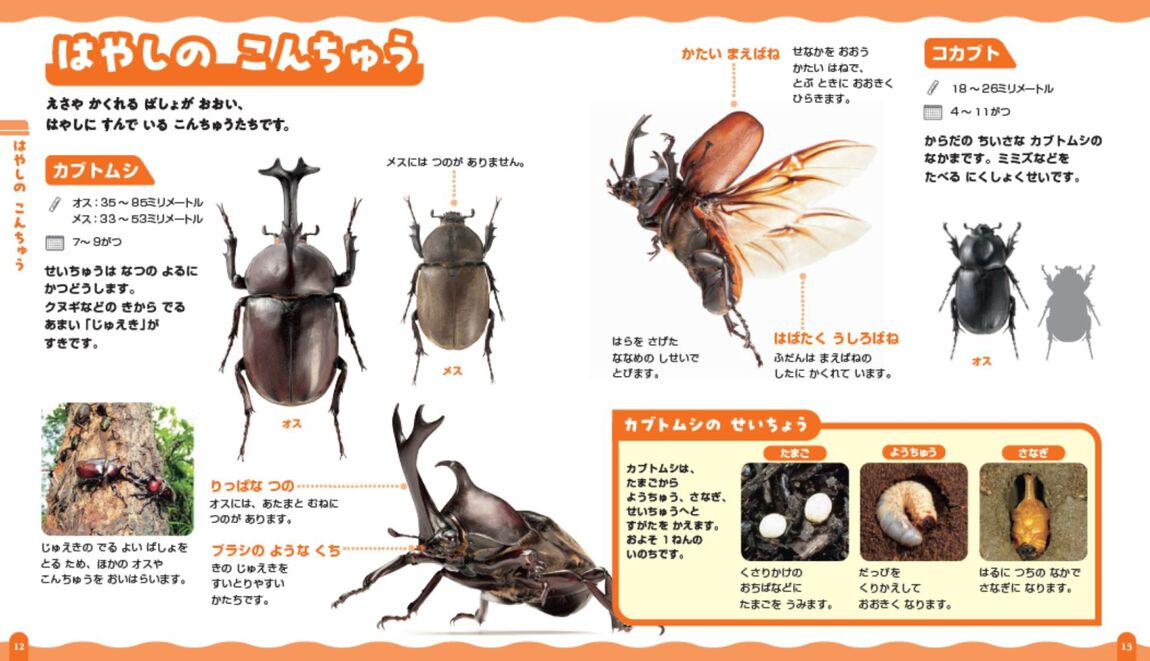 はじめてのこんちゅう
