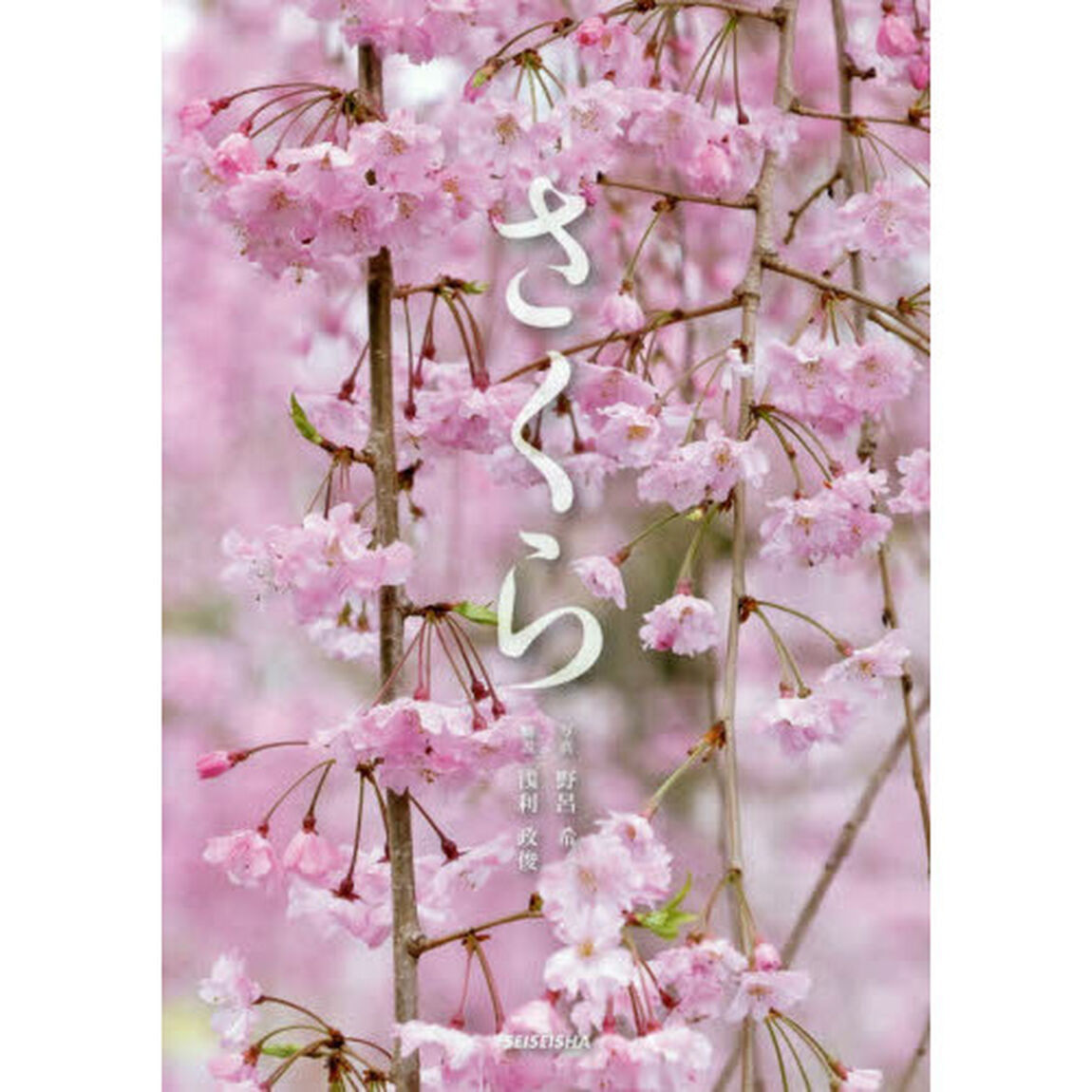 さくら