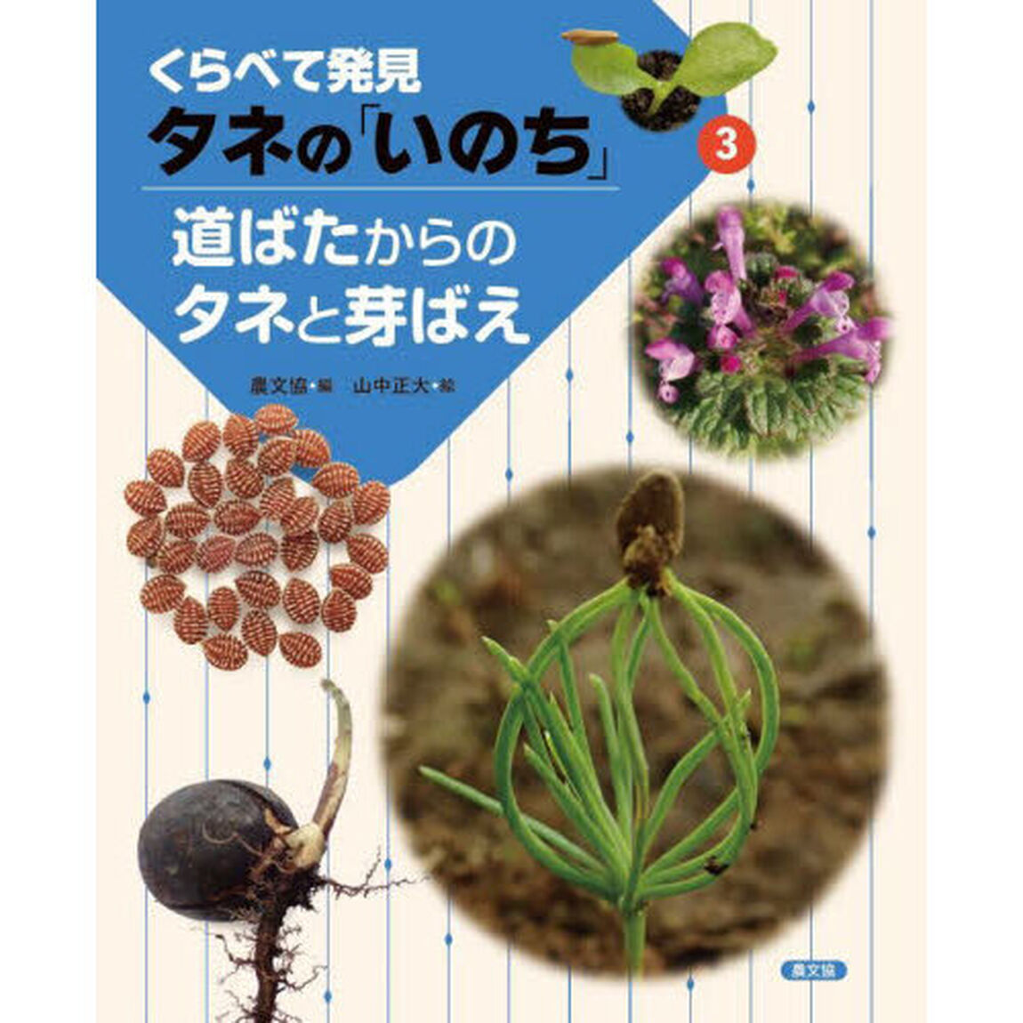 くらべて発見タネの「いのち」　３「道ばたからのタネと芽ばえ」
