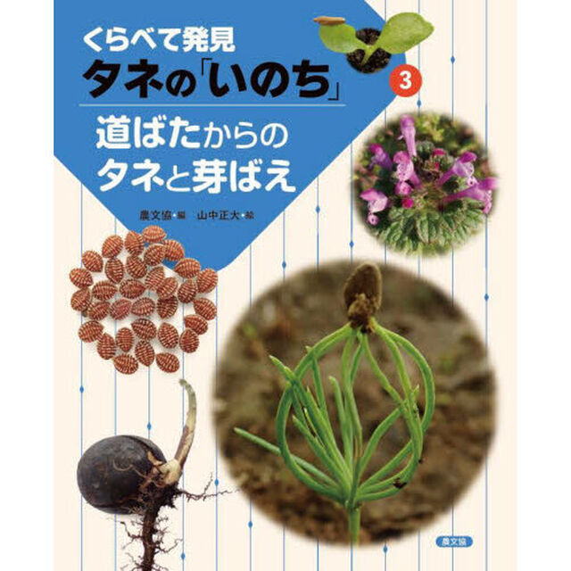 くらべて発見タネの「いのち」　３「道ばたからのタネと芽ばえ」