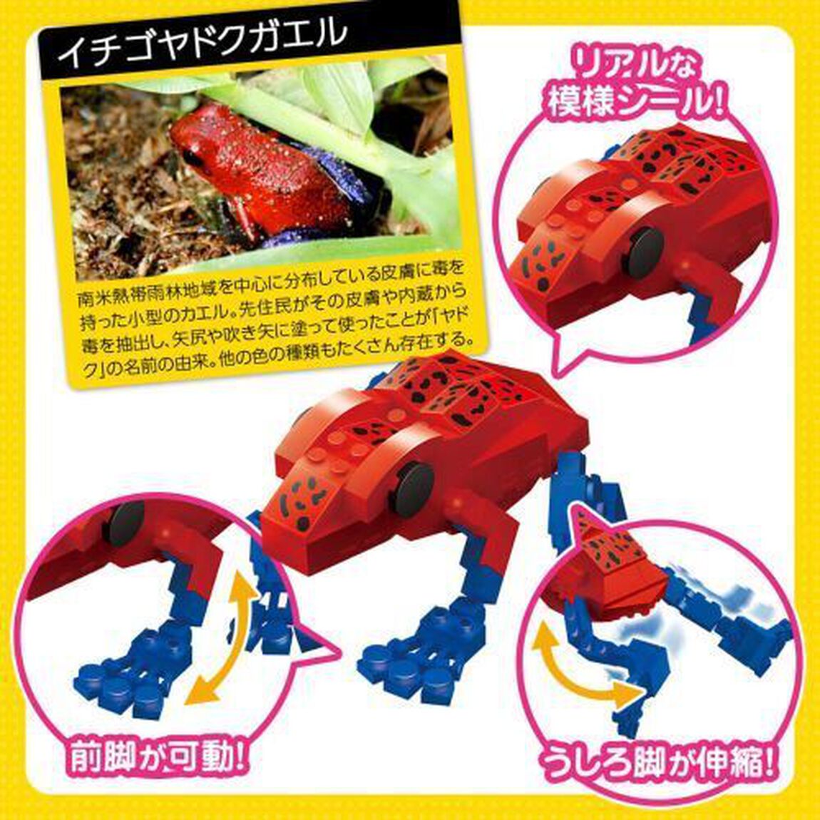 イチゴヤドクガエル