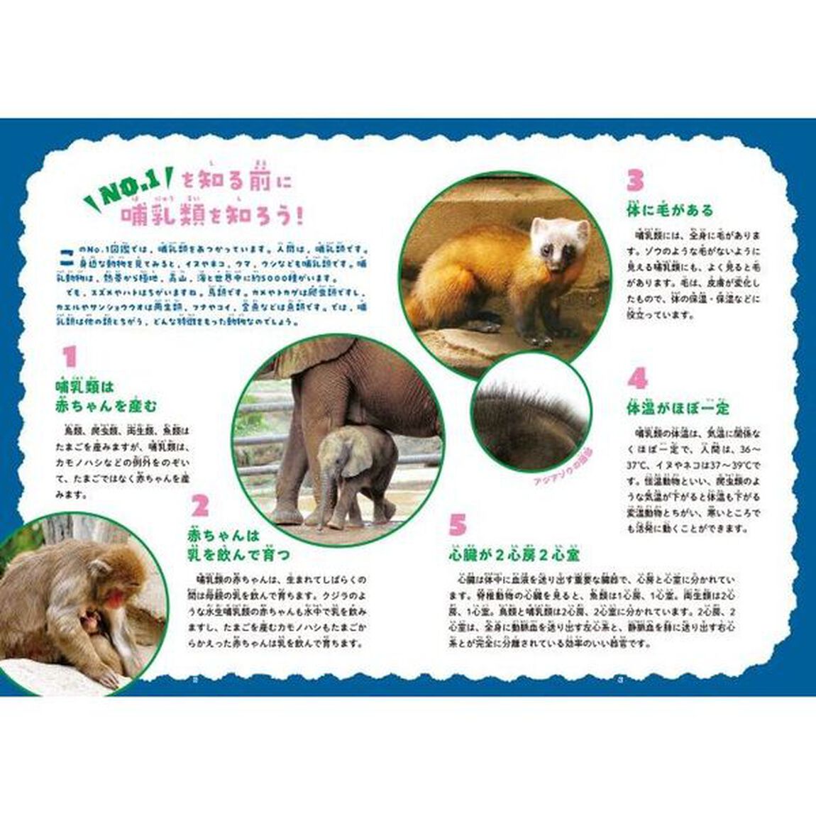 動物Ｎｏ．１図鑑