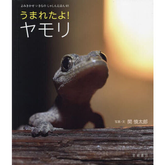 うまれたよ！ヤモリ