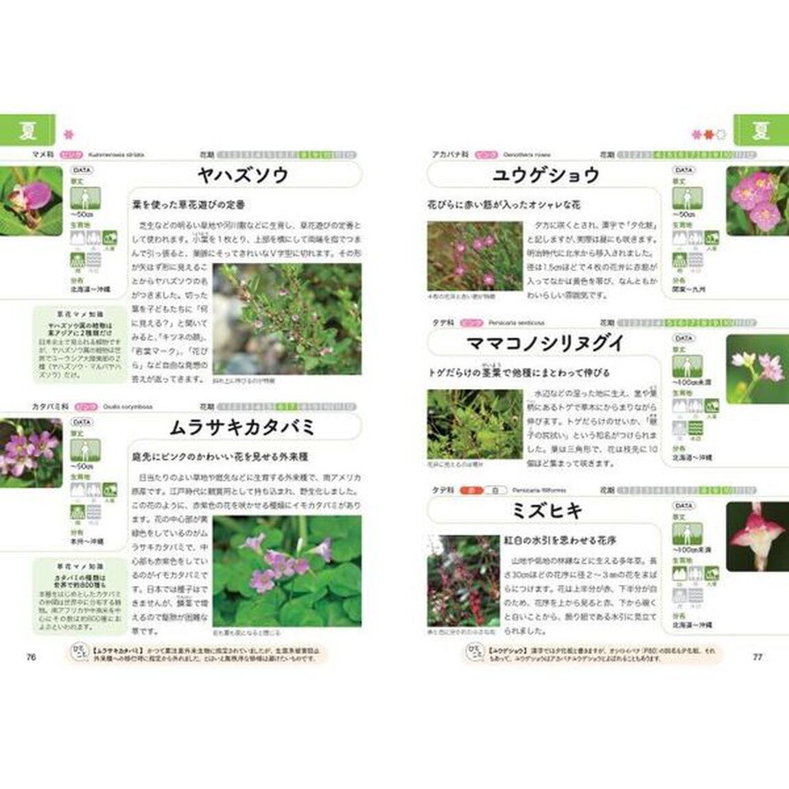 これ何？がわかる草花図鑑