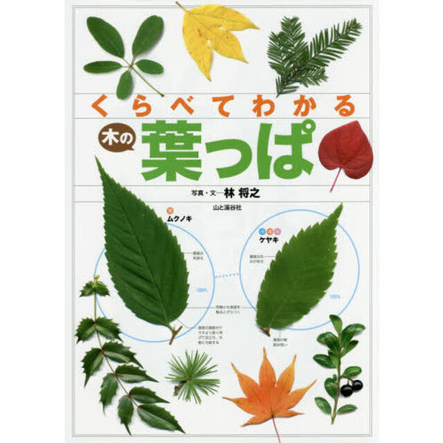 くらべてわかる木の葉っぱ　スキャン画像で見分ける