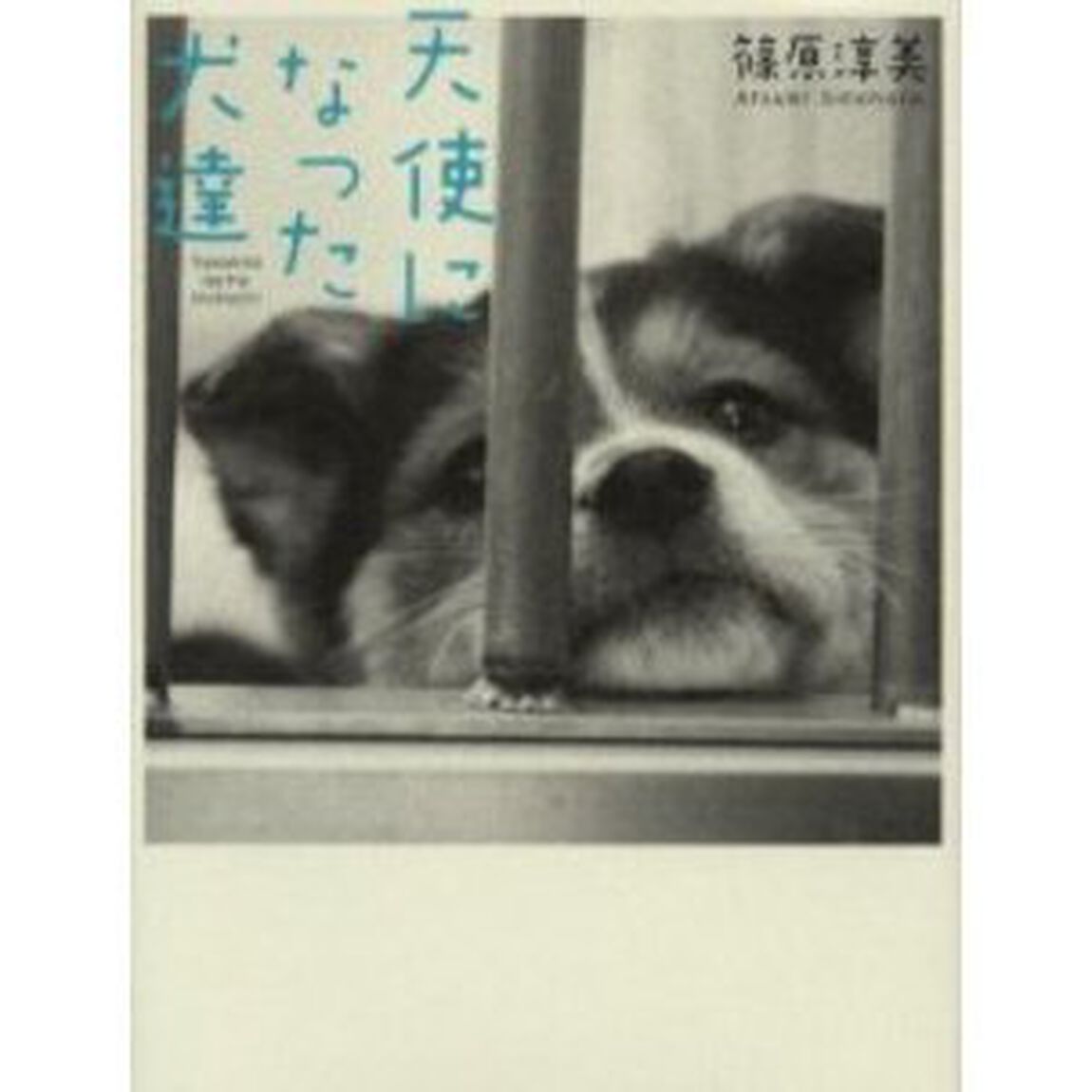 天使になった犬達