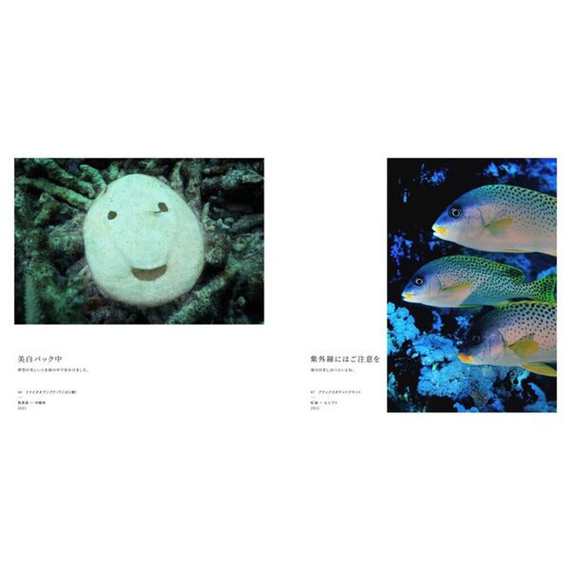 海中顔面大博覧会
