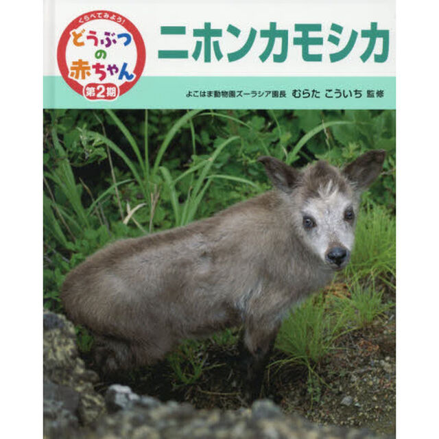 くらべてみよう！どうぶつの赤ちゃん　１７「ニホンカモシカ」