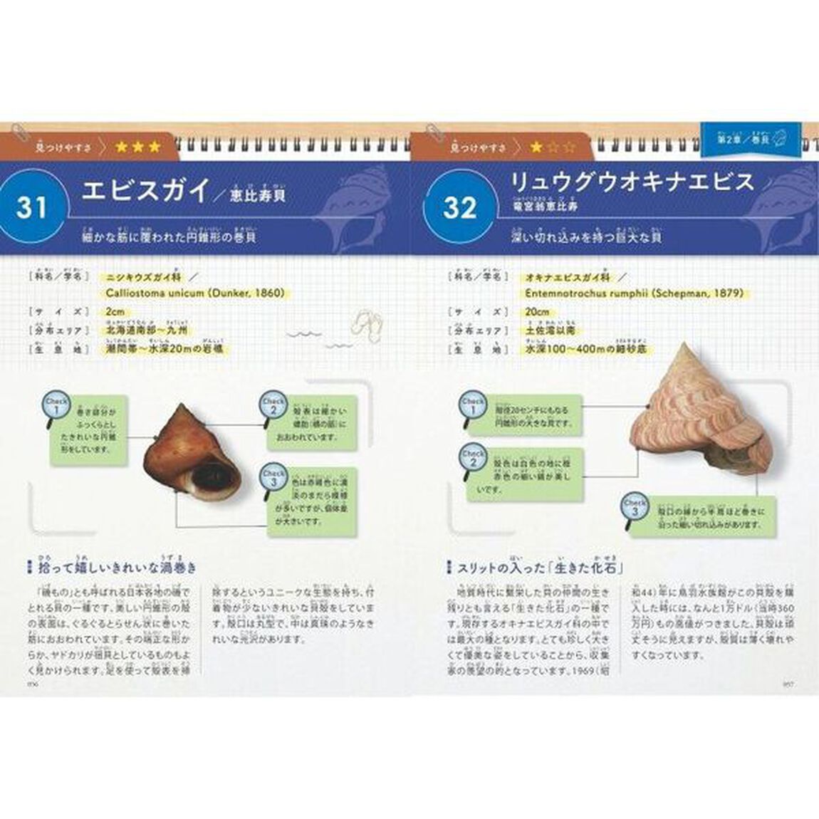 みんなが知りたい！貝殻のすべて　きれいな形や模様の魅力から殻の形成のヒミツまで