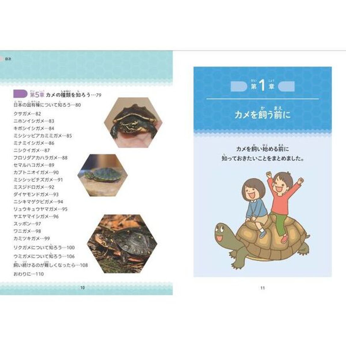 小学生でも安心！はじめてのカメ正しい飼い方・育て方
