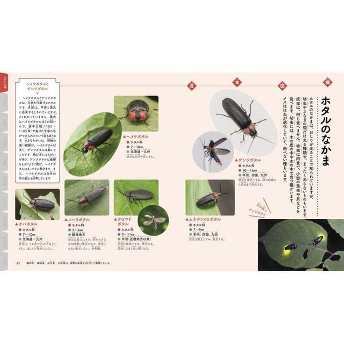 ファーブルに学ぶ昆虫大じてん