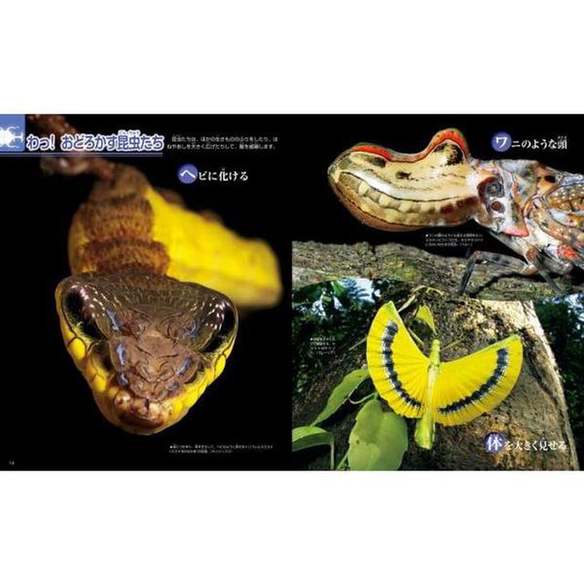 昆虫「新訂版」