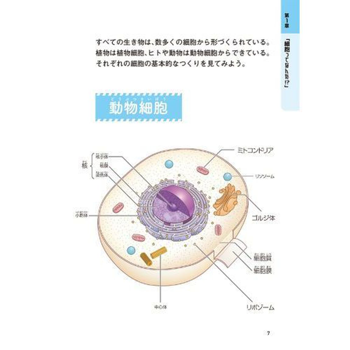 よくわかる！「はたらく細胞」細胞の教科書