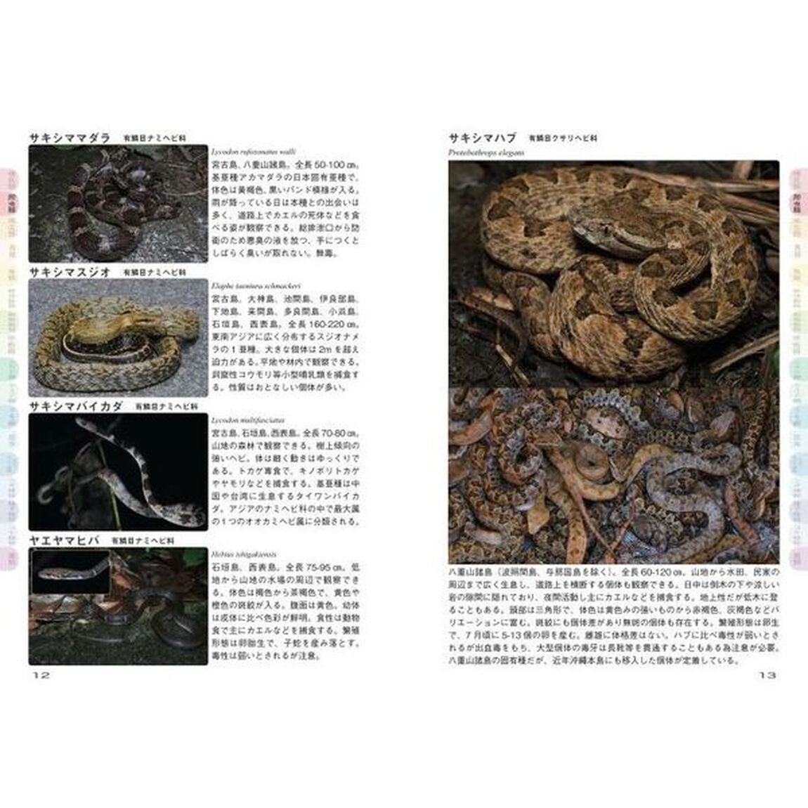西表島のいきもの図鑑１０００種　世界自然遺産