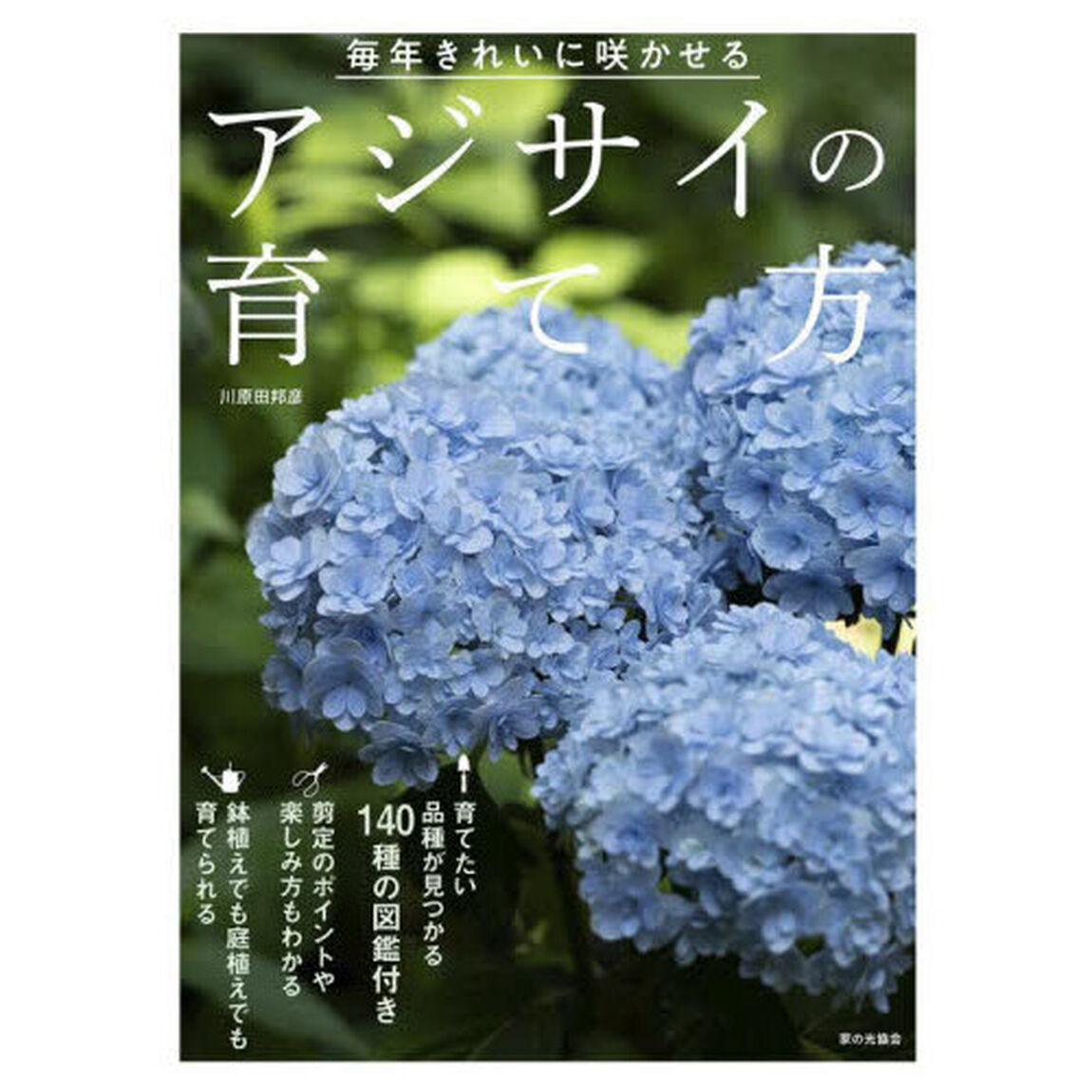 毎年きれいに咲かせるアジサイの育て方