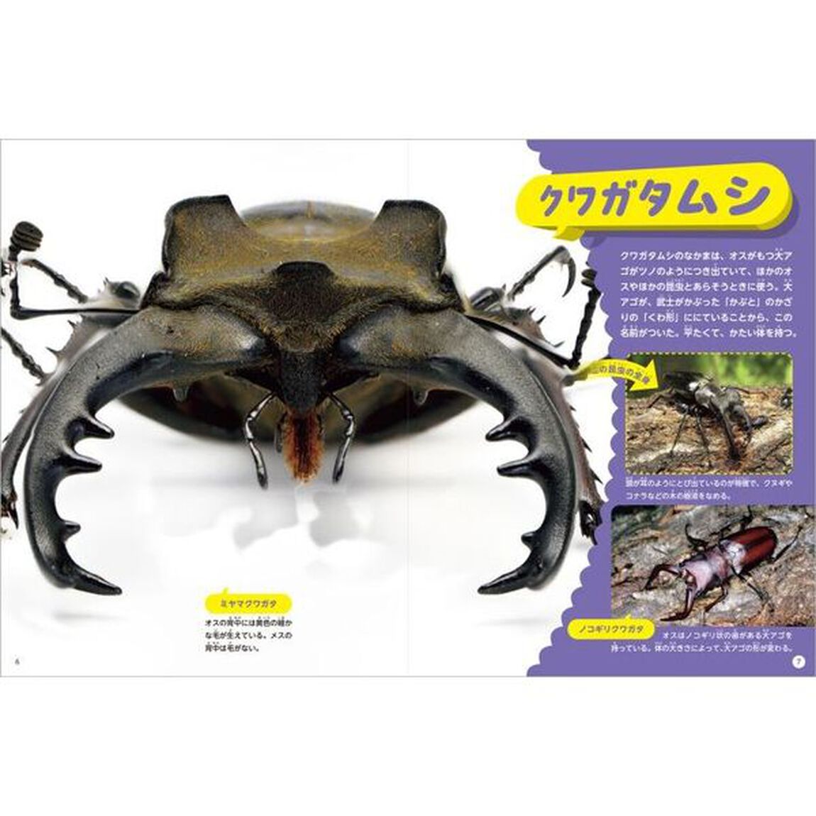 どアップ！びっくり？昆虫の顔写真えほん　〔１〕「どアップ！カブトムシとそのなかま」