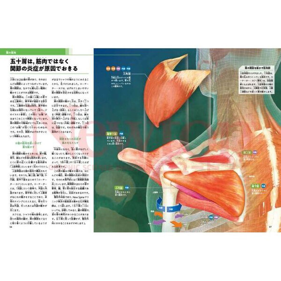 筋肉とスポーツの科学　筋肉や運動のしくみを正しく知って筋肉の「量」と「質」を高めよう「最新版」