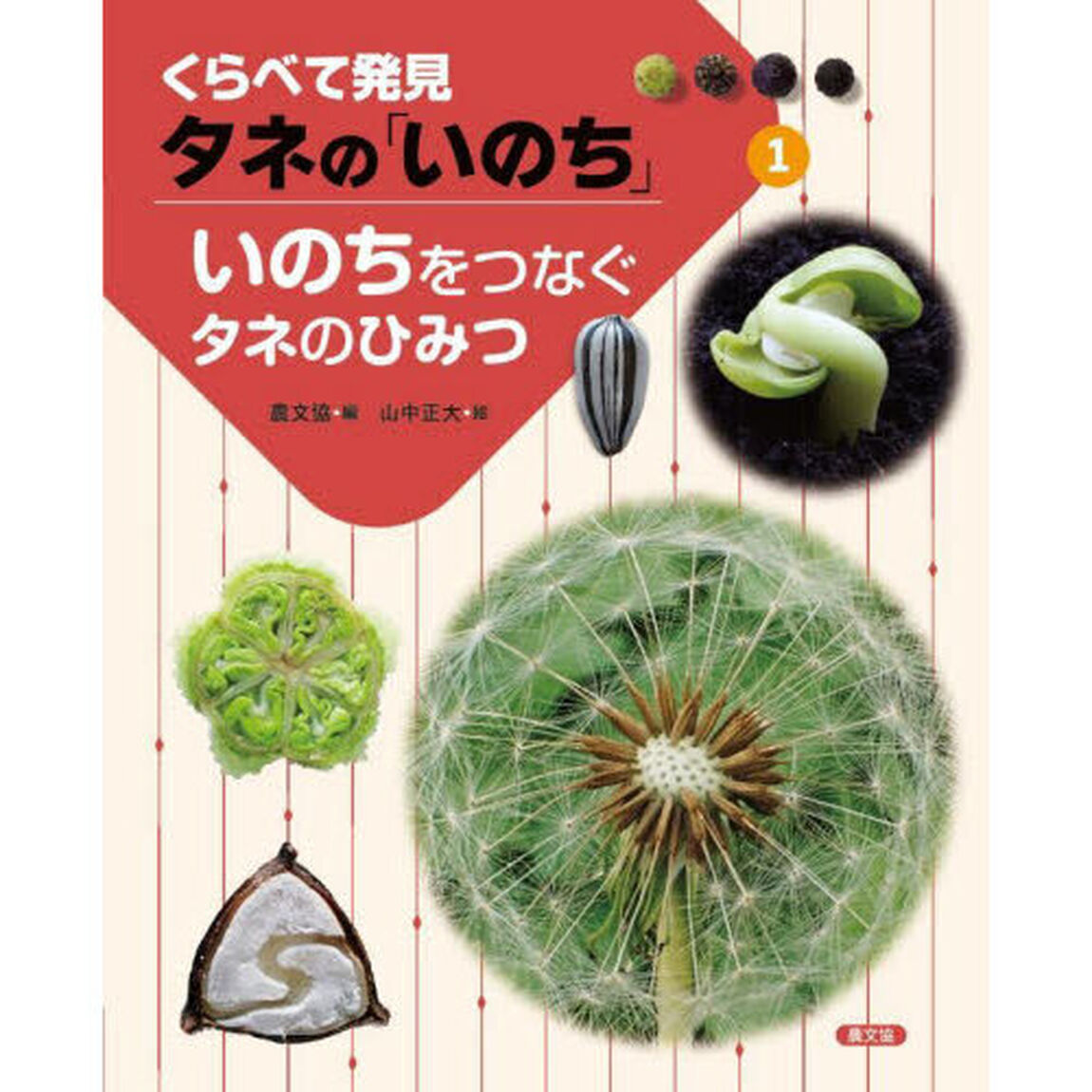 くらべて発見タネの「いのち」　１「いのちをつなぐタネのひみつ」