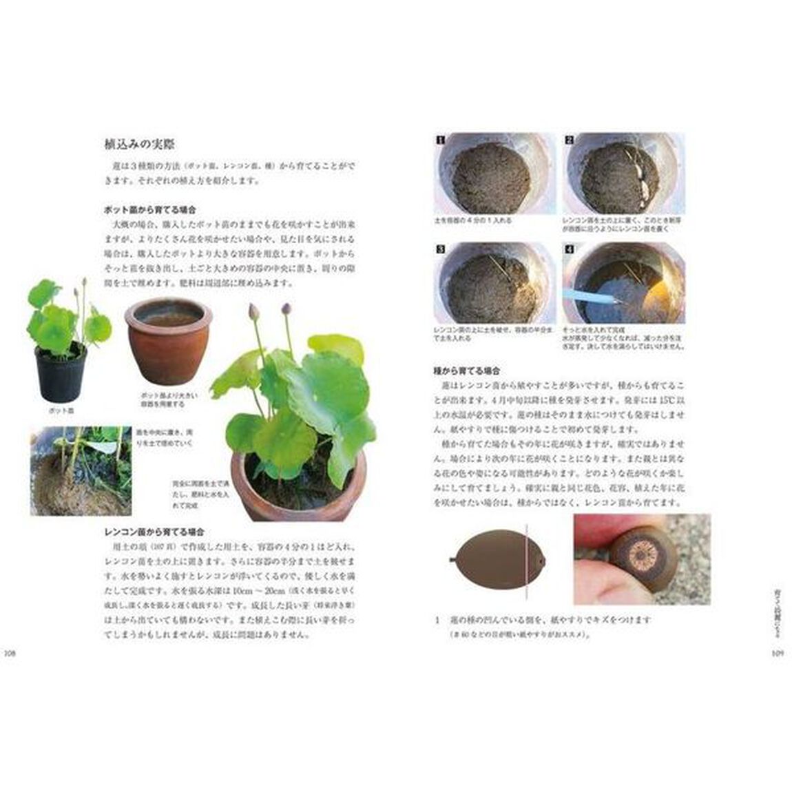 見る、育てる、味わう五感で楽しむ蓮図鑑