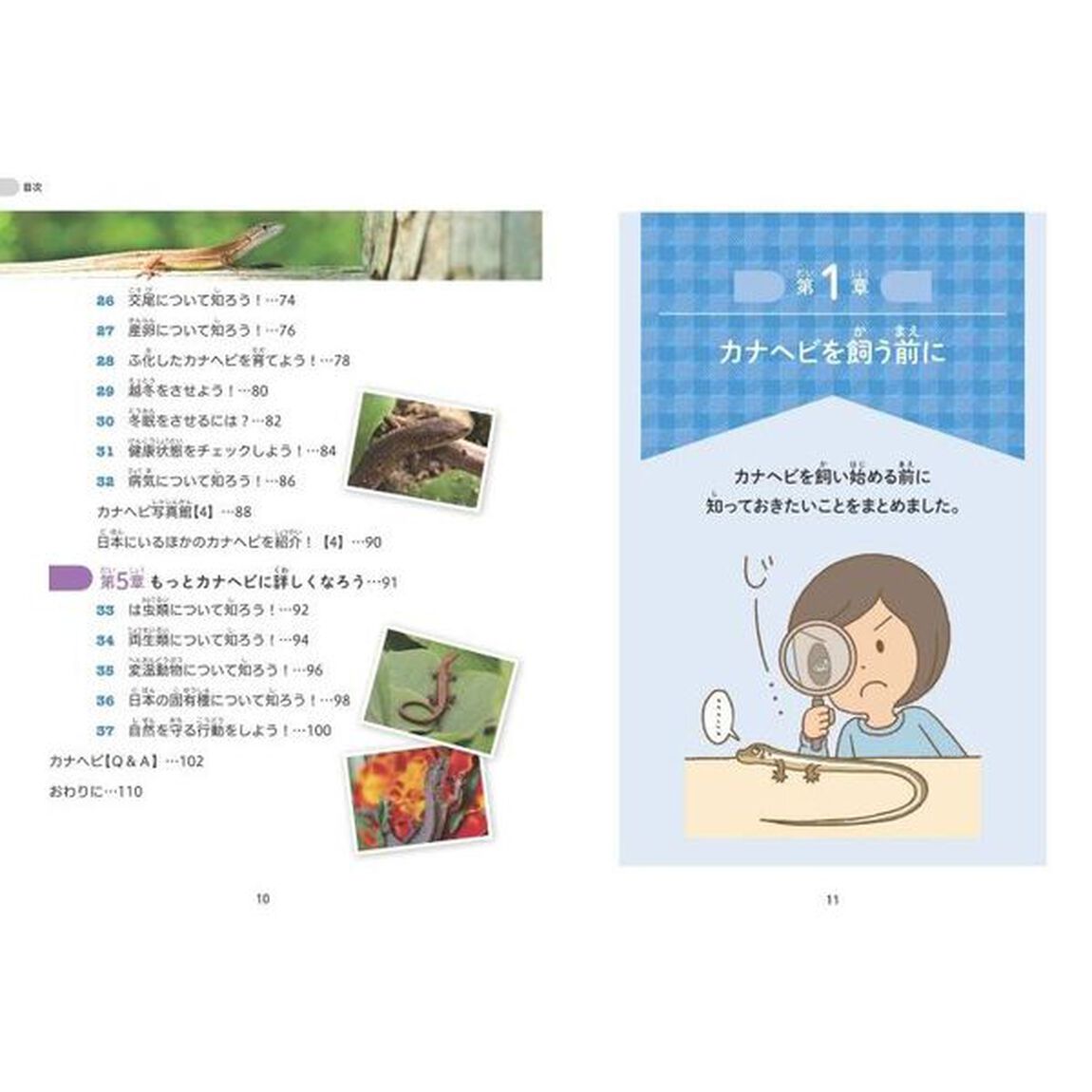 小学生でも安心！はじめてのカナヘビ正しい飼い方・育て方