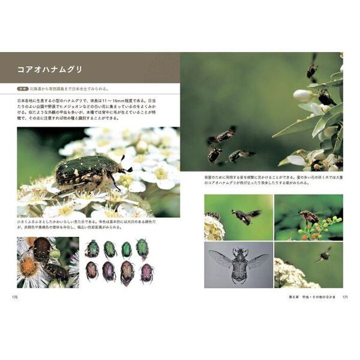 見る・撮る・描く身近な飛ぶ虫観察図鑑