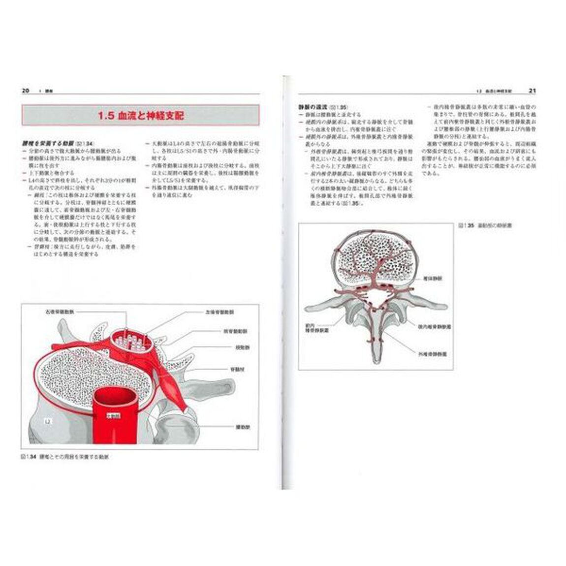 からだの構造と機能　２「下肢の詳しい機能解剖学　腰椎　骨盤　股関節　下肢」