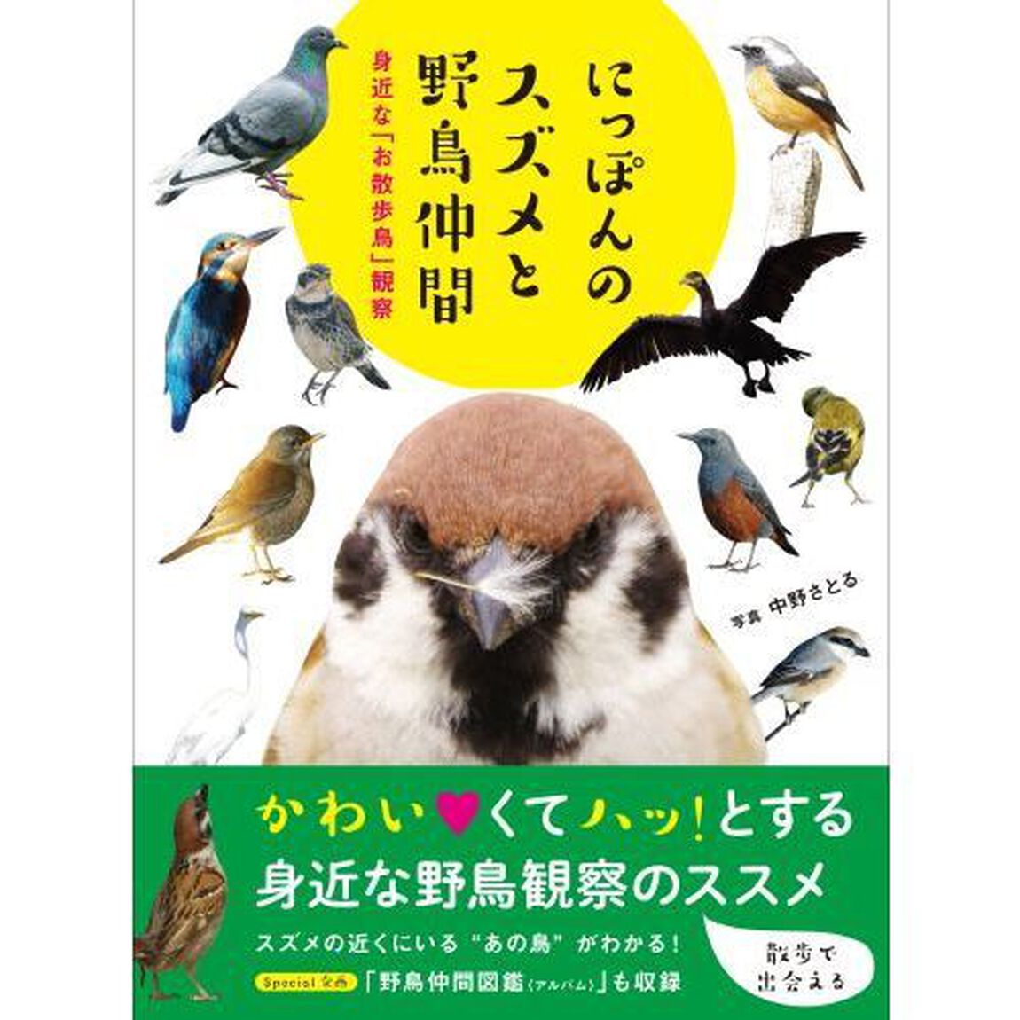 にっぽんのスズメと野鳥仲間　身近な「お散歩鳥」観察