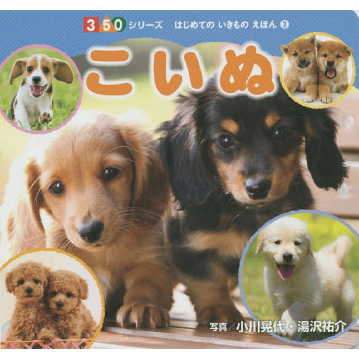 こいぬ