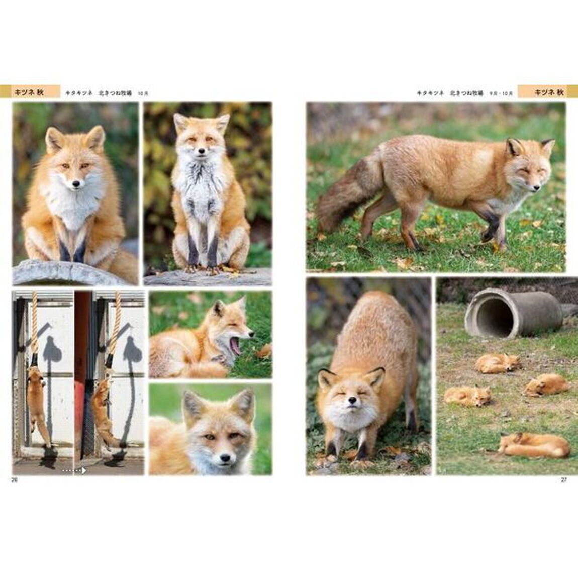 絵を描くためのキツネ・タヌキ・オオカミの写真集　トレース・模写が自由！