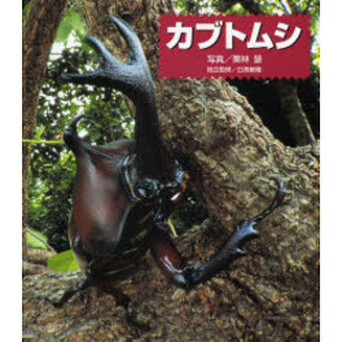 カブトムシ