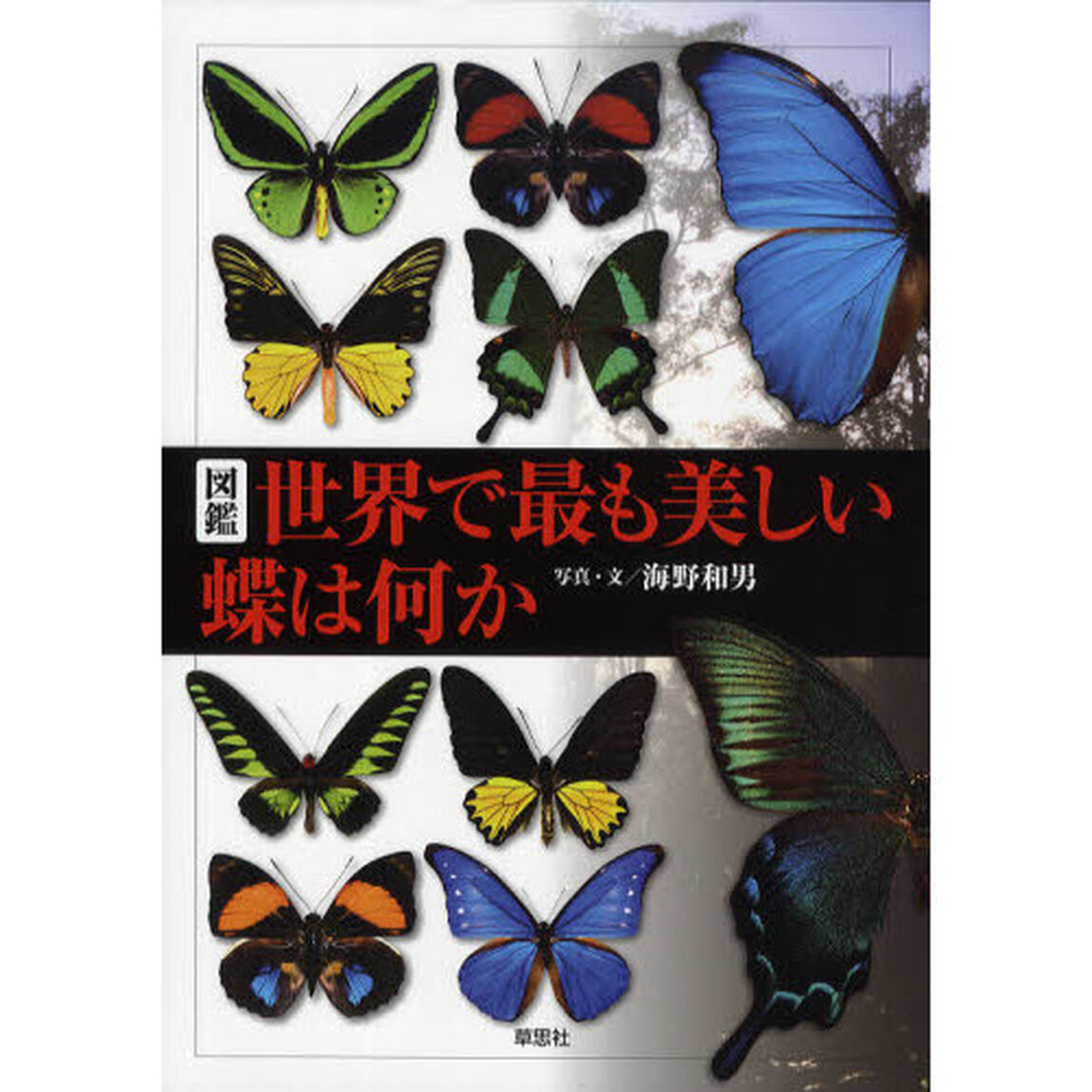 図鑑世界で最も美しい蝶は何か