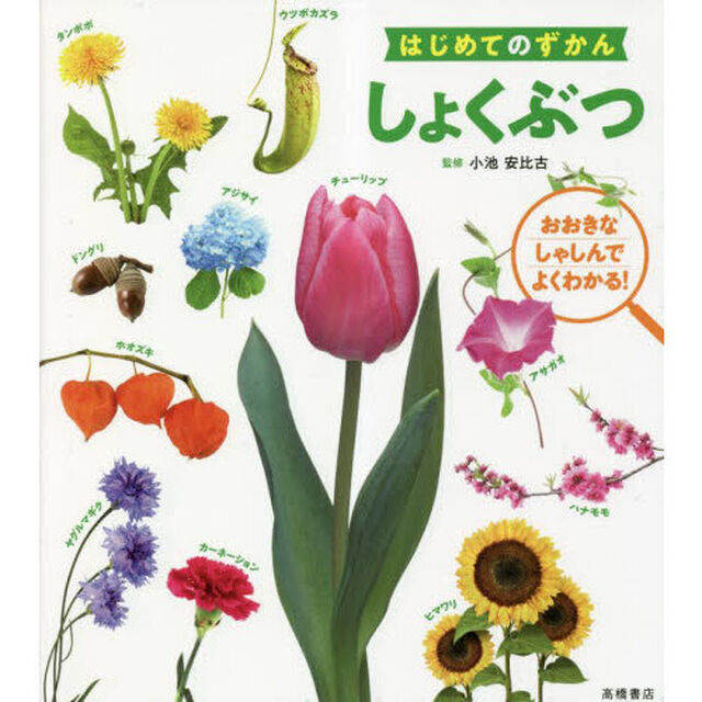 しょくぶつ　おおきなしゃしんでよくわかる！