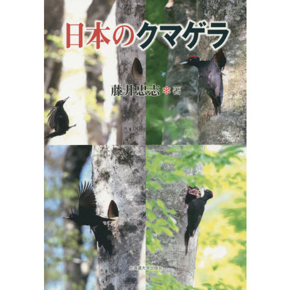 日本のクマゲラ