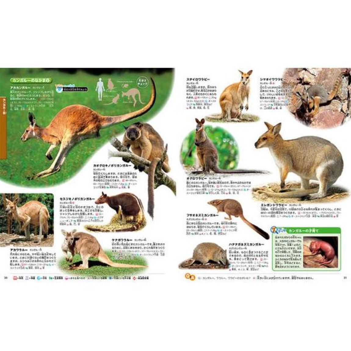 動物「新訂版」