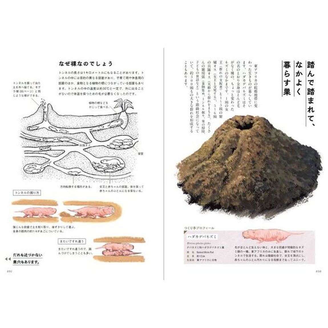 生きものがつくる美しい家　動物たちのすごい巣１２１