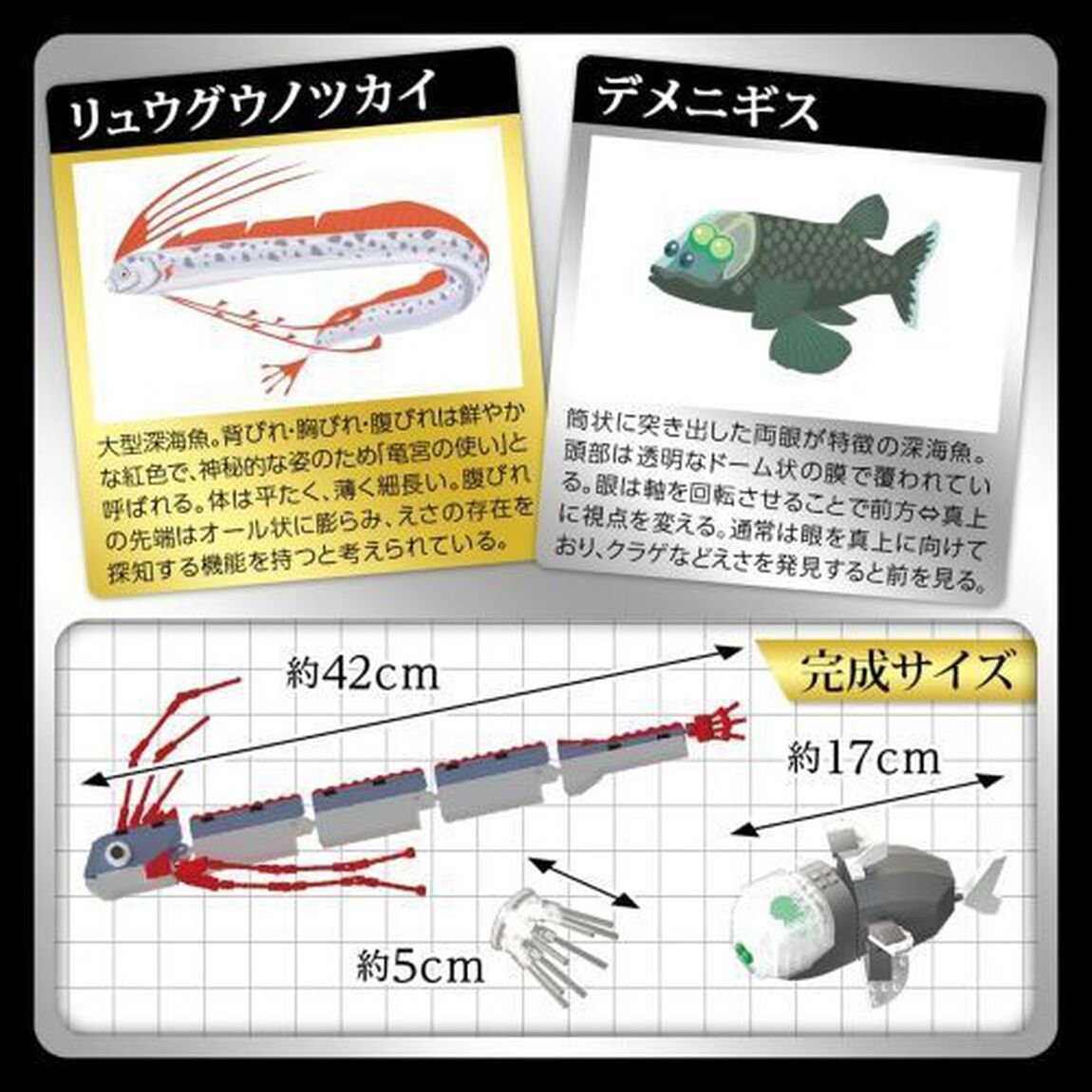 リュウグウノツカイ＆デメニギス
