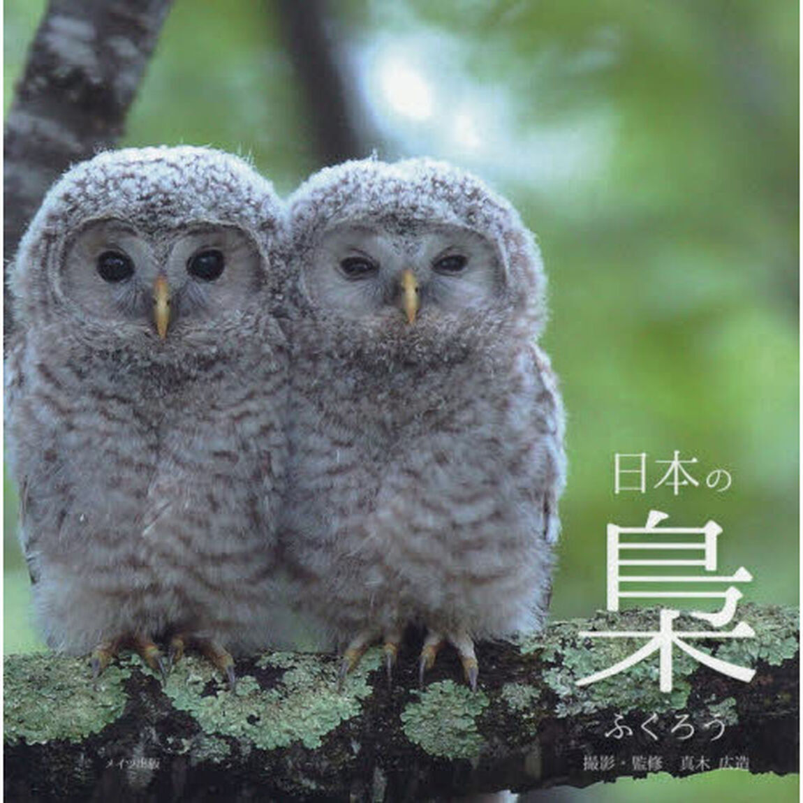 日本の梟