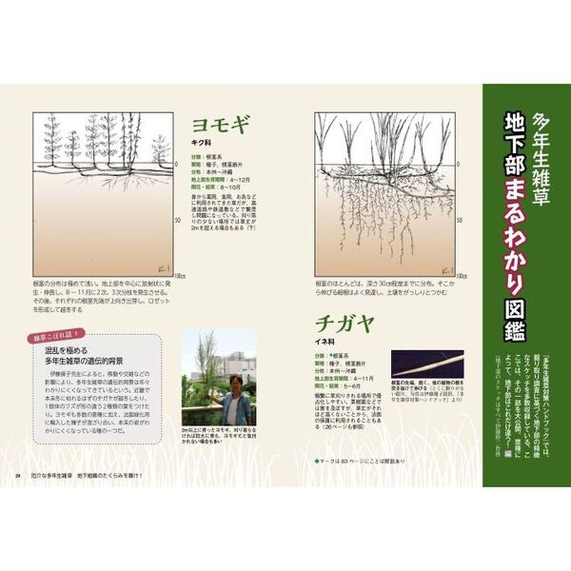 農家が教える厄介な雑草の叩き方　スギナ、クズなど、なるほど生態とかしこい対策