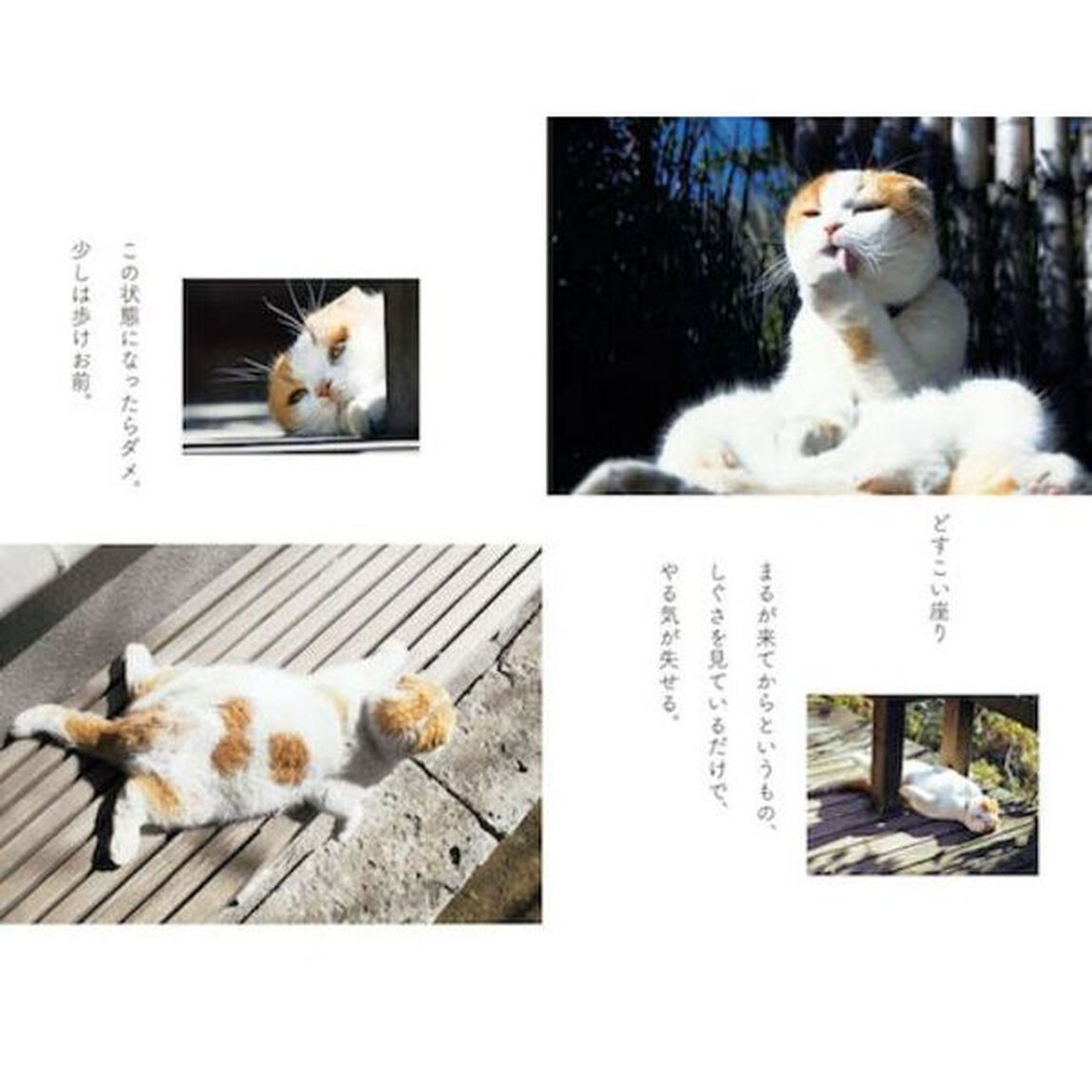 猫も老人も、役立たずでけっこう　ＮＨＫネコメンタリー猫も、杓子も。