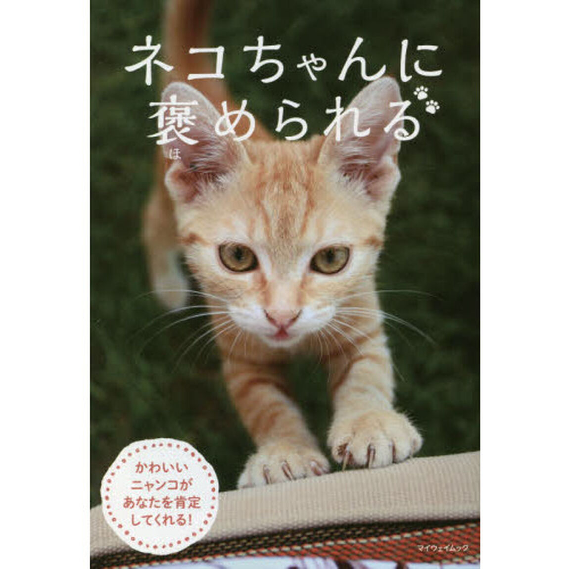 ネコちゃんに褒められる　かわいいニャンコがあなたを肯定してくれる！