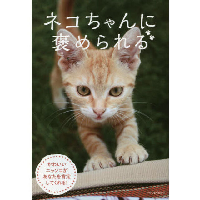 ネコちゃんに褒められる　かわいいニャンコがあなたを肯定してくれる！