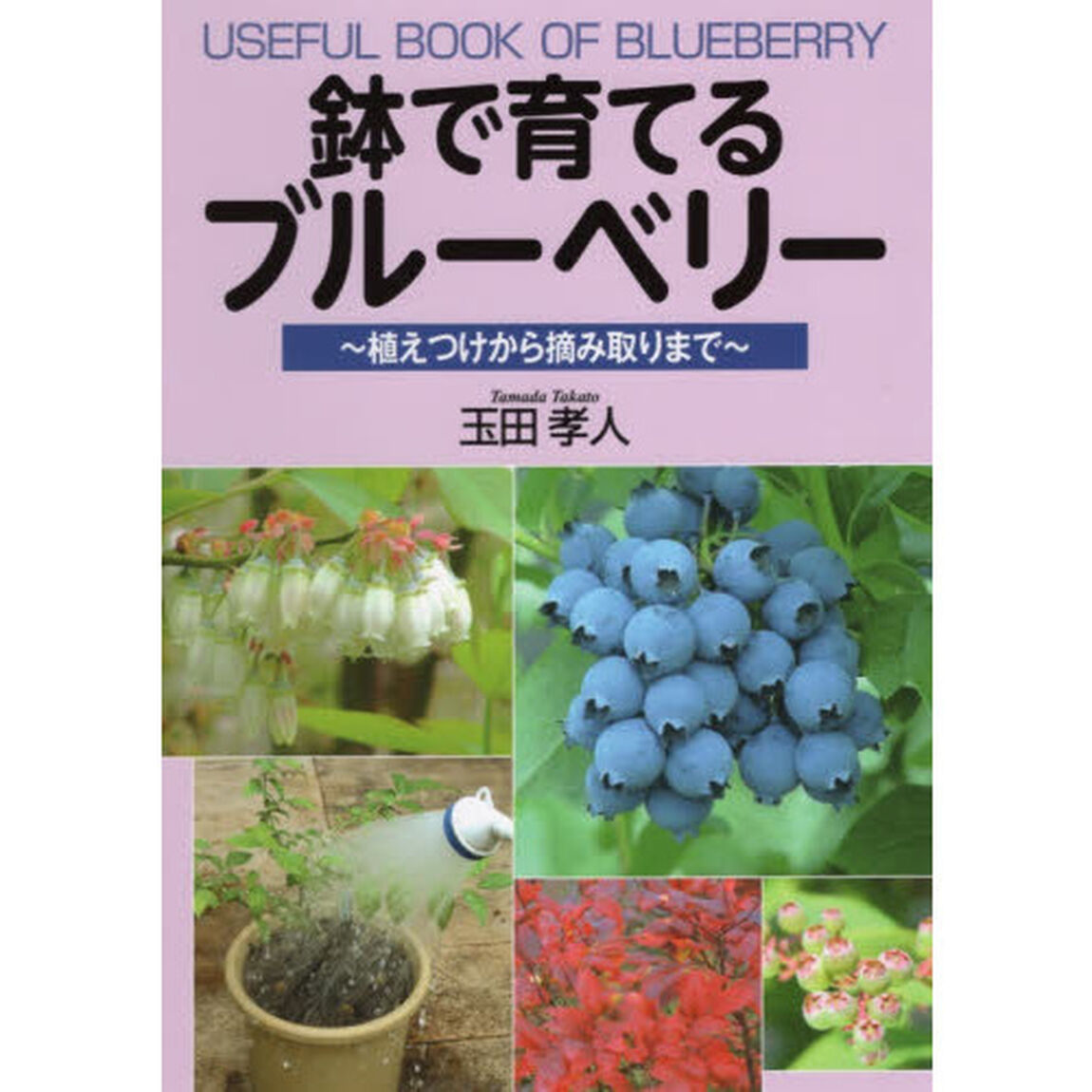 鉢で育てるブルーベリー　植えつけから摘み取りまで