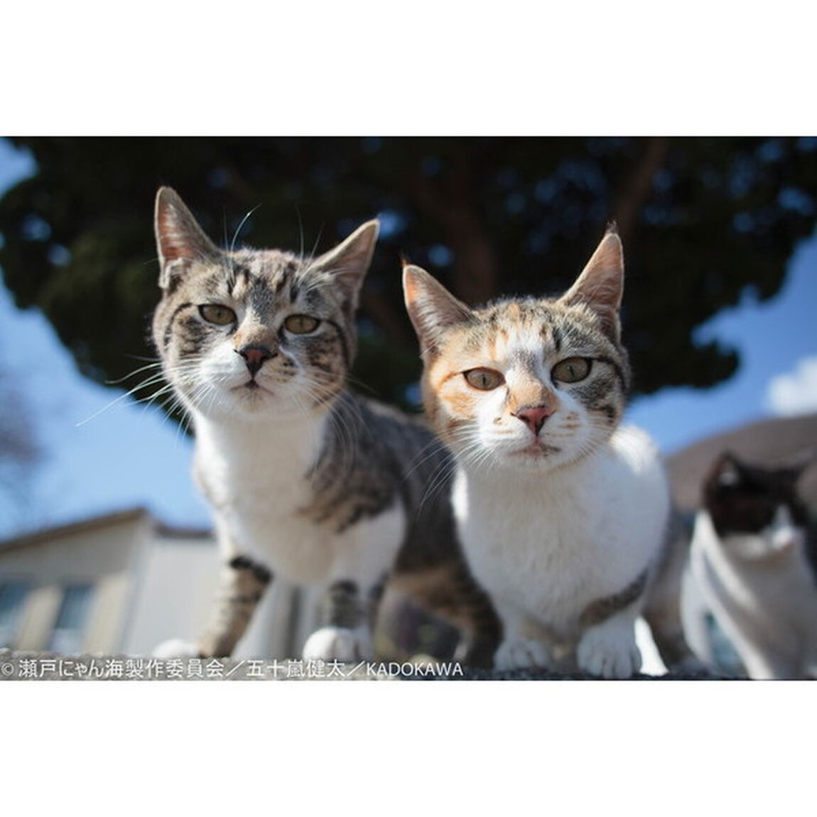 瀬戸内海の猫が教えてくれた、だらりのらりと生きる術。　「にゃん旅」ＤＶＤ付き