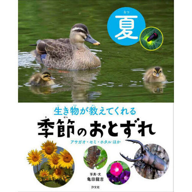 生き物が教えてくれる季節のおとずれ　夏「アサガオ・セミ・ホタルほか」