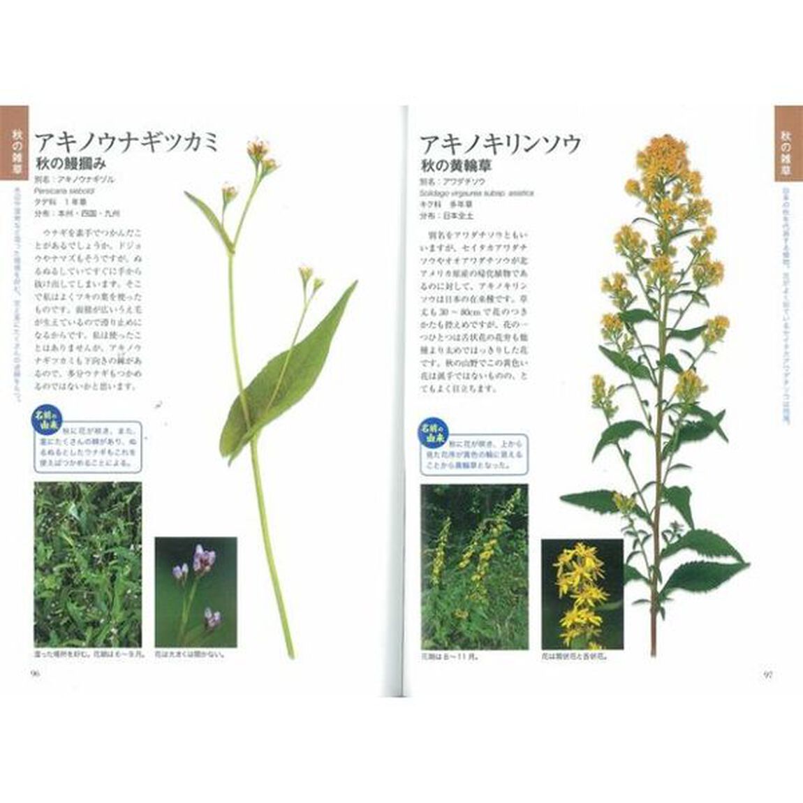 雑草の呼び名事典 散歩編 (写真でわかる)