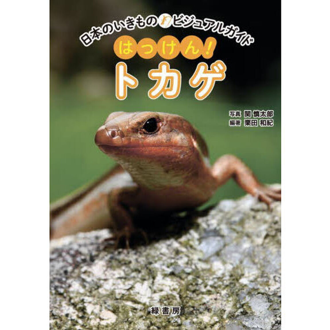 はっけん！トカゲ